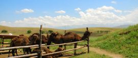 Camel stop