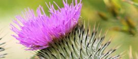 Flower of Scotland