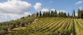 Tuscan vineyard