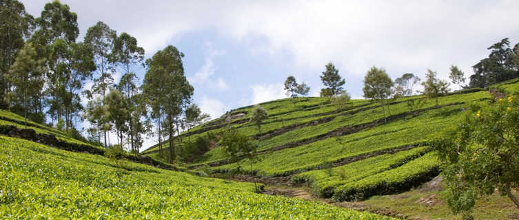 Tea plantation in Sri Lanka