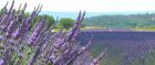 Lavender Field, Aix-en-Provence