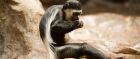 There's a large variety of wildlife to see in Angola. 