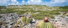 Cactii in Anguilla