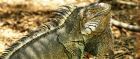Iguana, Aruba