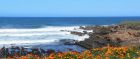 Montana de Oro State Park - California Poppy