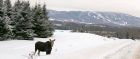 Skiing in Maine