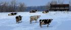 Wisconsin is known as the Dairy  State for its quality milks and cheeses
