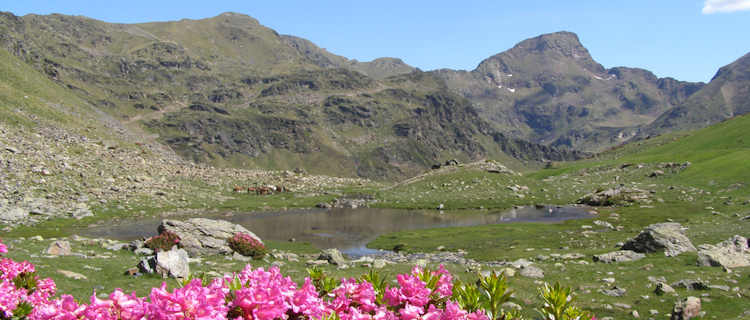 Arcalis,
