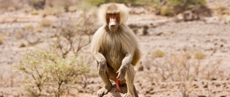Baboon,