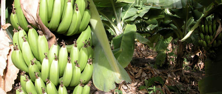 Bannana