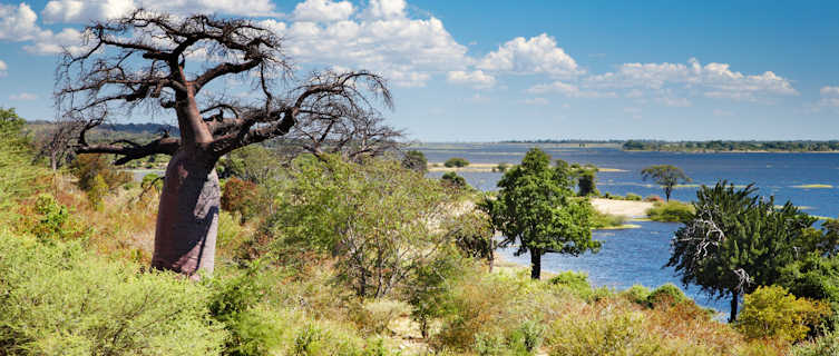 Baobab