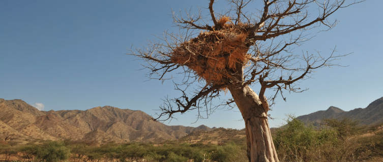 Baobab