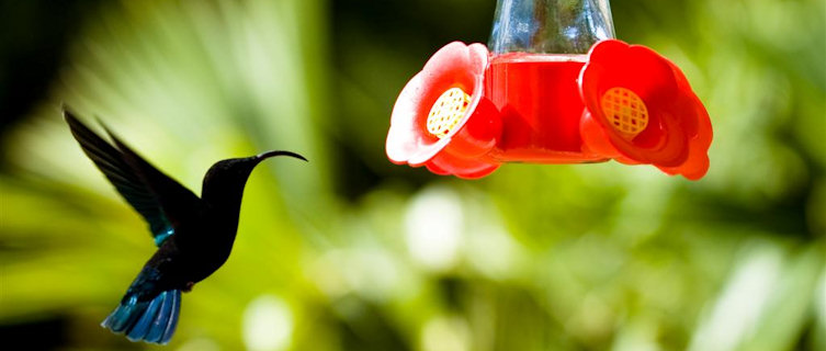Bird
