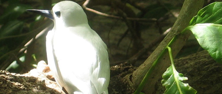 Bird-watching