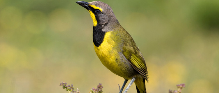 Bird-watching
