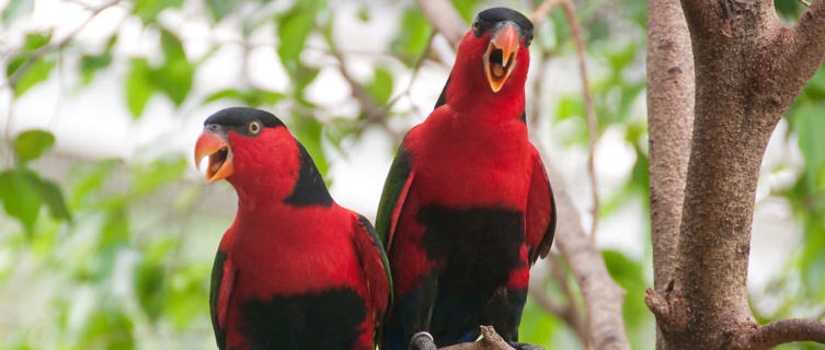 Birdlife