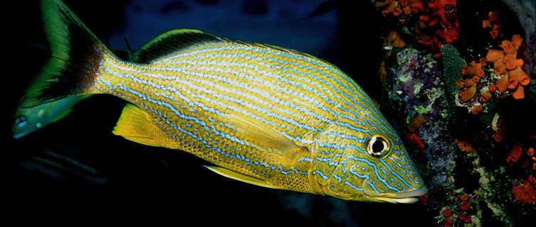 Bonaire