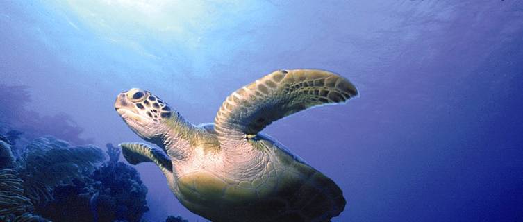 Bonaire's