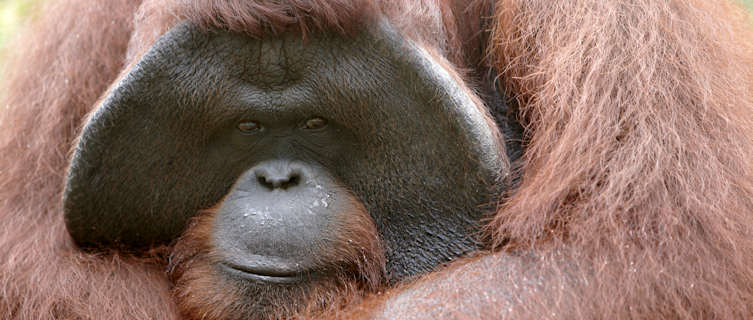 Borneo's