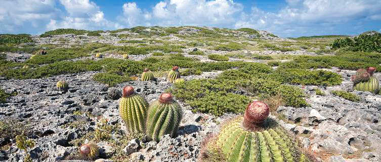 Cactii