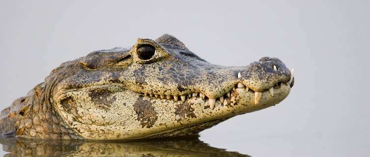 Caiman