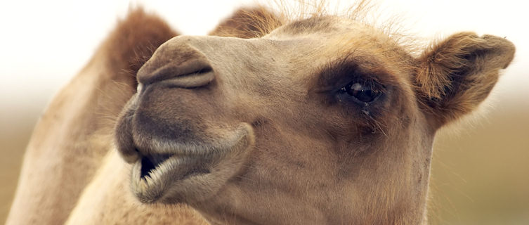Camel