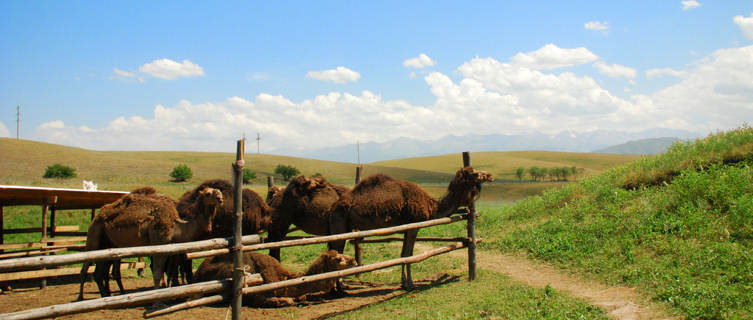 Camel