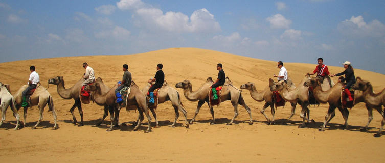 Camel