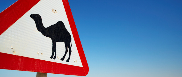 Camel