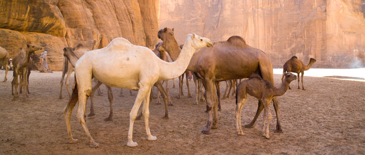 Camels