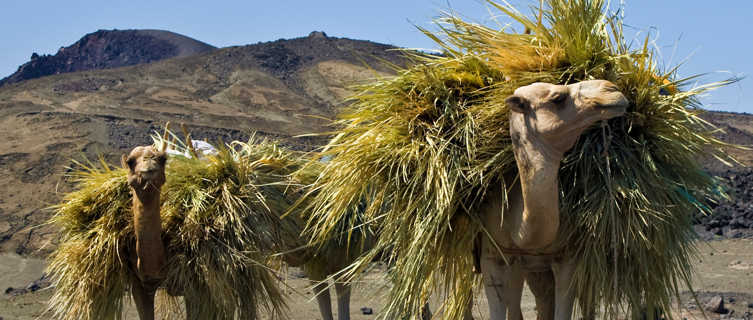 Camels