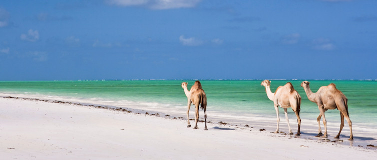 Camels