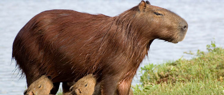 Capybara