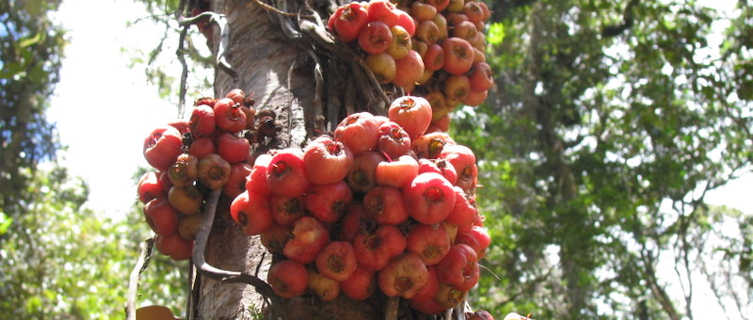 Cauliflorus