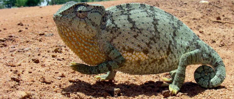 Chameleon,