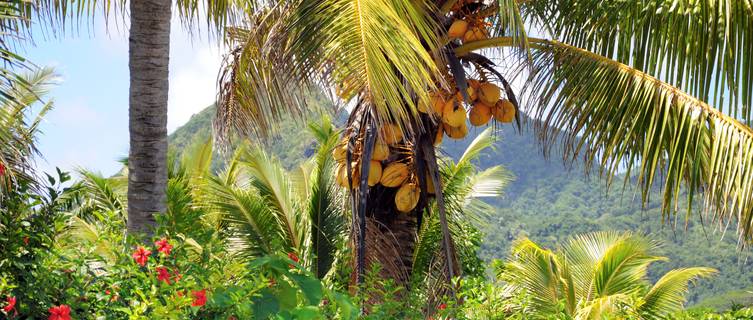 Coconut