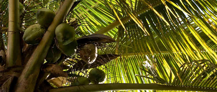 Coconut