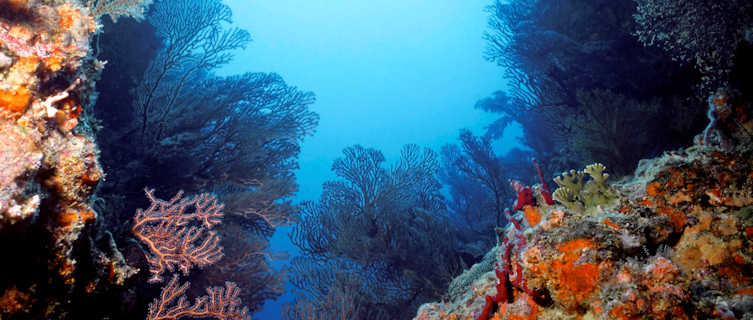 Coral
