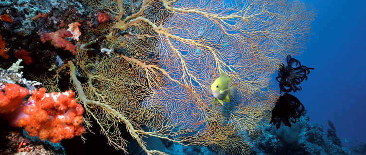 Coral