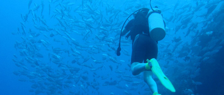 Diver