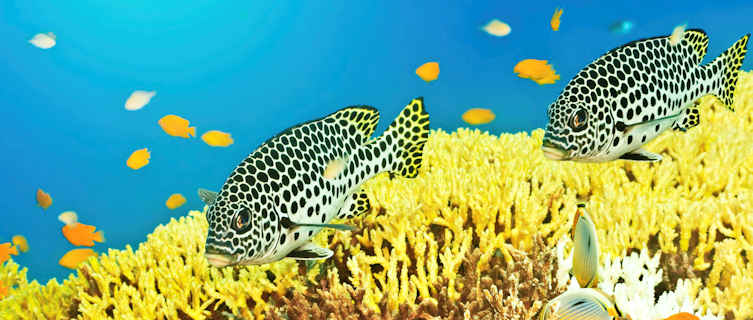 Diving