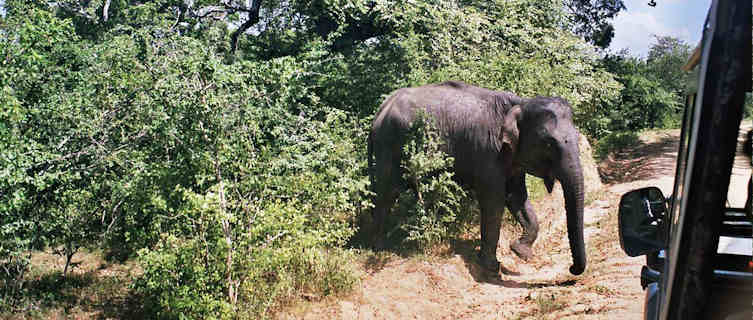 Elephant