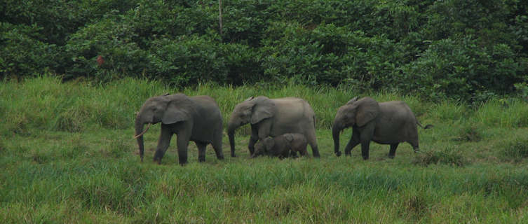 Elephants