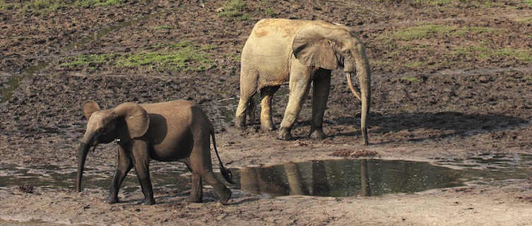 Elephants