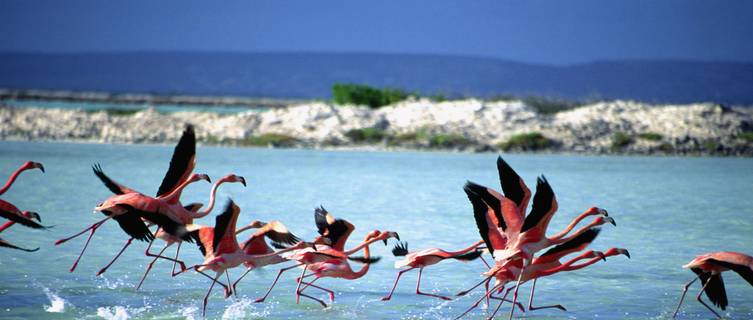 Flamingoes,