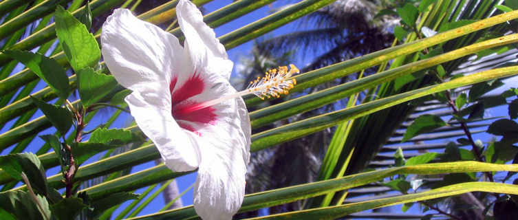Flower,