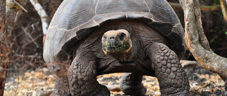 Galapagos