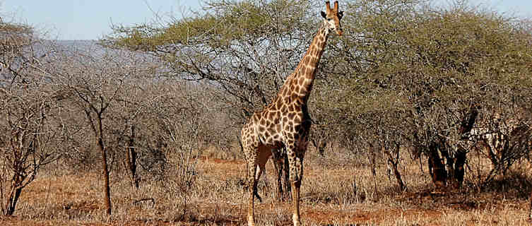 Giraffe