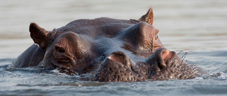 Hippo