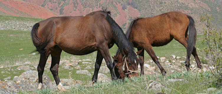 Horseback